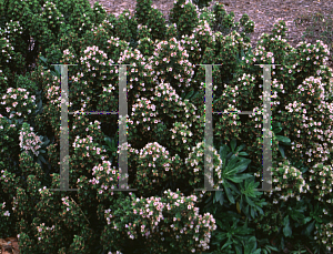 Picture of Echium decaisnei 