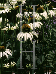 Picture of Echinacea purpurea 'White Swan'