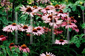 Picture of Echinacea purpurea 'Magnus'