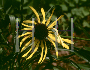 Picture of Echinacea paradoxa 