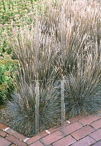 Picture of Festuca glauca 'Elijah Blue'