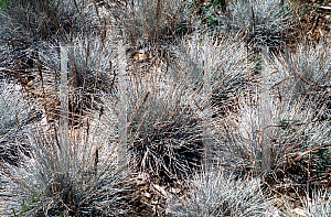 Picture of Festuca glauca 'Pacific Mist'