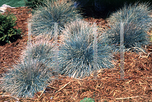 Picture of Festuca glauca 'Elijah Blue'