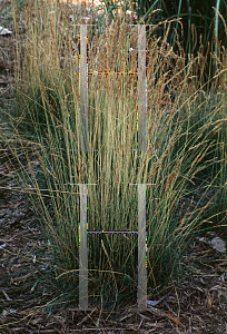 Picture of Festuca tenuifolia 