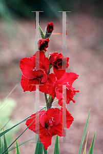 Picture of Gladiolus x hortulanus 