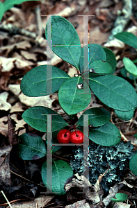 Picture of Gaultheria procumbens 