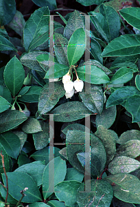 Picture of Gaultheria procumbens 