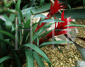 Picture of Guzmania amaranth 