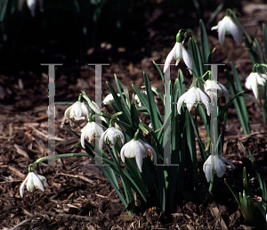 Picture of Galanthus nivalis 'Flore-Pleno'