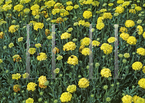 Picture of Gaillardia pulchella 'Yellow Sun'