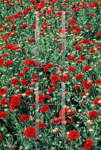 Picture of Gaillardia pulchella 'Red Plume'