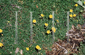 Picture of Helianthemum nummularium 'Goldie Lock'