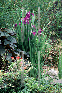 Picture of Iris ensata 