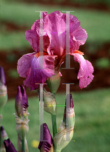 Picture of Iris germanica 'Windsor Rose'
