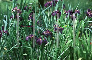 Picture of Iris louisiana hybrids 'Black Gamecock'