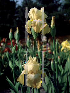 Picture of Iris germanica 'Treasure Map'