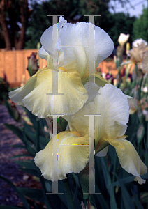 Picture of Iris germanica 'Java Sunbird'