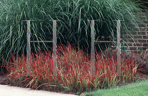 Picture of Imperata cylindrica 'Red Baron'