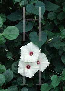 Picture of Ipomoea pandurata 