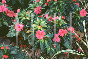 Picture of Impatiens x hawkeri 'New Guinea'