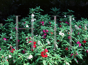 Picture of Impatiens balsamina 