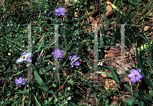 Picture of Ipheion uniflorum 'Rolf Fiedler'