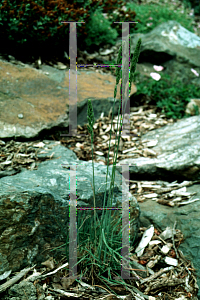 Picture of Koeleria glauca 