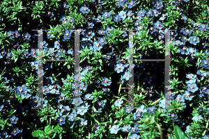 Picture of Lithodora diffusa 