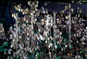 Picture of Lunaria annua 