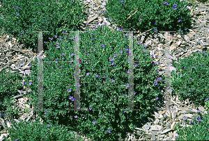 Picture of Lithodora diffusa 