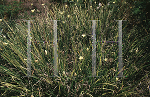 Picture of Dietes bicolor 