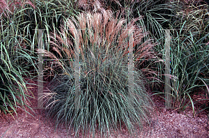 Picture of Miscanthus sinensis 'Yaku Jima'