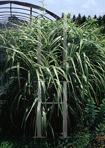 Picture of Miscanthus sinensis 'Cosmopolitan'