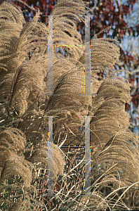 Picture of Miscanthus sinensis 'Gracillimus'