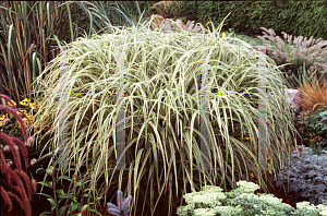 Picture of Miscanthus sinensis 'Variegatus'