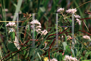 Picture of Mikania scandens 