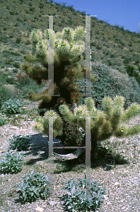 Picture of Opuntia bigelovii 