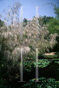 Picture of Otatea acuminata 