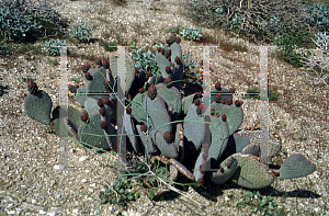 Picture of Opuntia basilaris 