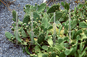 Picture of Opuntia compressa 