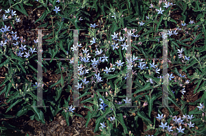 Picture of Tweedia caerulea 