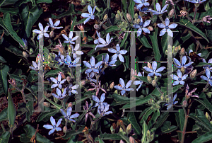 Picture of Tweedia caerulea 