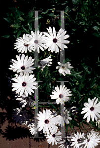 Picture of Osteospermum fruticosum 