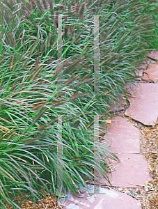 Picture of Pennisetum alopecuroides 'Moudry'