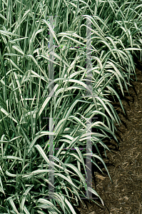 Picture of Phalaris arundinacea 'Feesey'