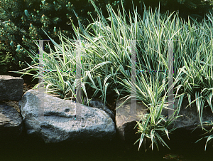 Picture of Phalaris arundinacea 'Picta'