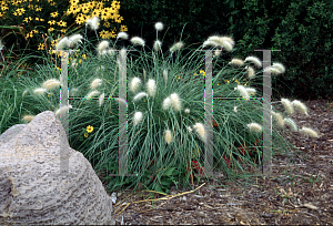 Picture of Pennisetum villosum 