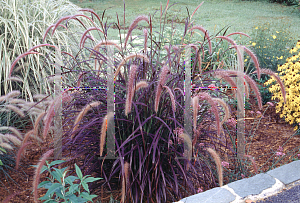 Picture of Pennisetum setaceum 'Rubrum'