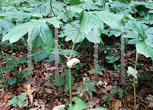 Picture of Podophyllum peltatum 