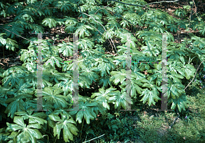 Picture of Podophyllum peltatum 